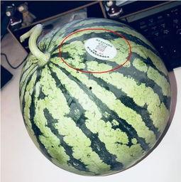 河北吃瓜网红是谁,揭秘网络红人的崛起之路