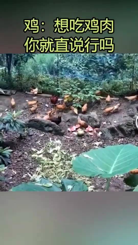 可以喂鸡吃土耳其瓜吗,鸡的美食新选择？