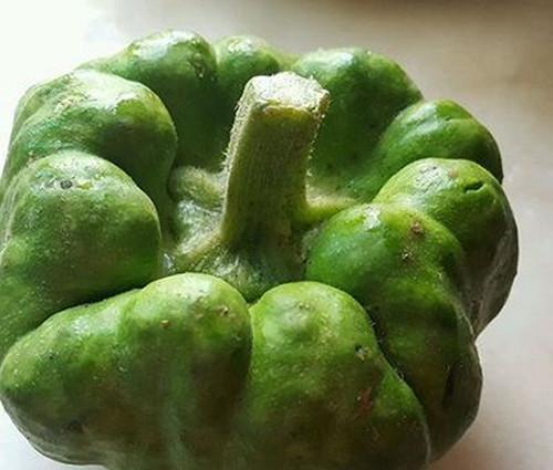 姜饼瓜不能和什么吃,姜饼瓜相克食物大盘点