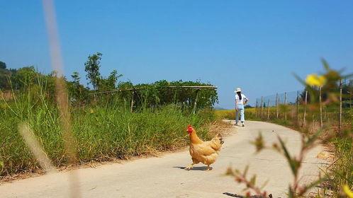 田园风景头条视频,头条视频带你领略乡村美景