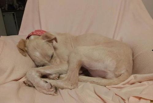 网红狗骨头,萌宠界的明星传奇