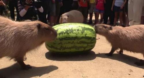 水豚吃瓜速度排名,谁是瓜界“吃瓜王”