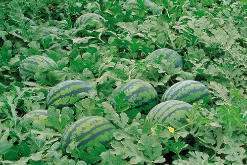 微信吃51瓜入口