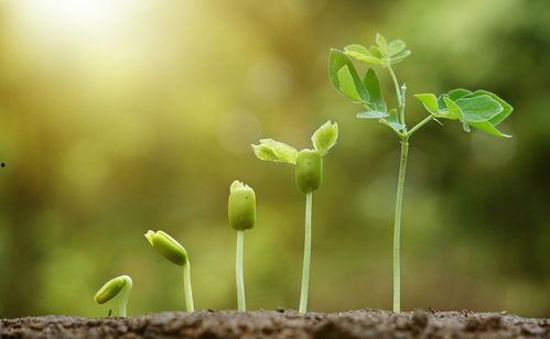 如何在头条分享植物生长,如何轻松在头条分享你的种植心得