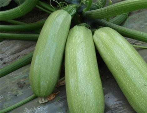 吃西影响瓜减肥吗