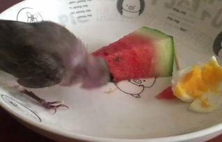 小鸟可以吃瓜吗