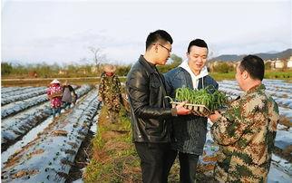 莲都区田头镇新闻头条,乡村振兴战略下的田头镇发展新篇章